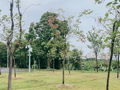 -广东花都湖国家湿地公园