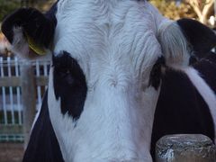 -神户市立六甲山牧场
