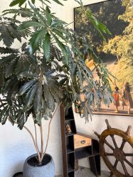 -厦门启明星婚纱摄影(品质严选店)