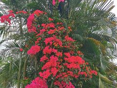 -东寨港红树林旅游区