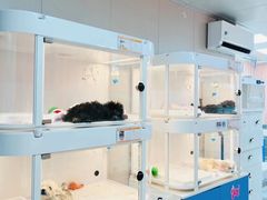 -翊宠yipet猫狗购宠庄园犬舍•猫舍