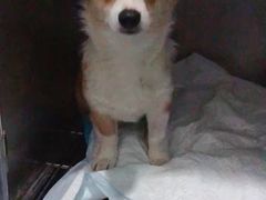 -北京恒爱动物医院(清景园分院)