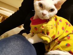 -猫腻·猫咖·撸猫馆(星光大道店)