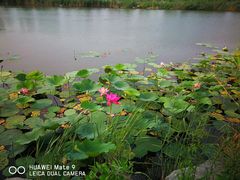 -天津东丽湖风景区