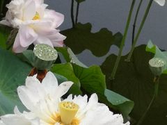 -荷塘月色湿地公园·向阳花洲