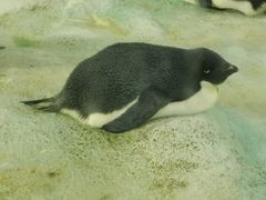 -珠海长隆海洋王国