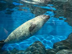 -上海海洋水族馆