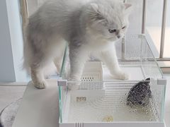 -喵宠乐园·撸猫互动·猫舍