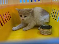 -纳吉亚猫专科动物医院(康都外科中心)