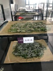 -太湖雪蚕桑文化园