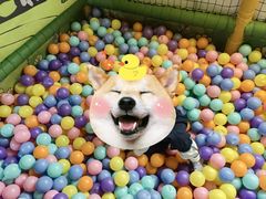 -爱睿思儿童早教亲子游泳(万象城店)