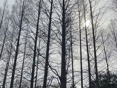 -上海滨江森林公园