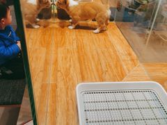 -狗道宠物(常熟印象城店)