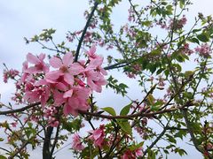 -天适樱花悠乐园