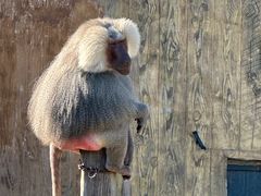 -大连森林动物园