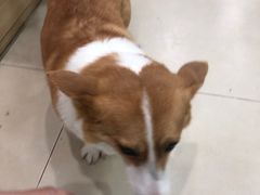 -宠福鑫康馨动物医院·骨科·眼科