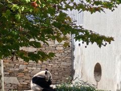-卧龙中华大熊猫苑神树坪基地