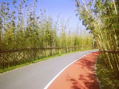 -上海长兴岛郊野公园