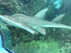 -悉尼海洋生物水族馆