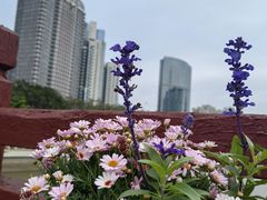 -海心沙亚运公园