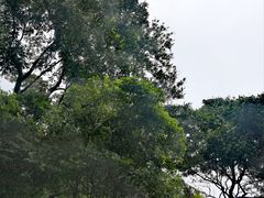 -黄埔荔枝公园