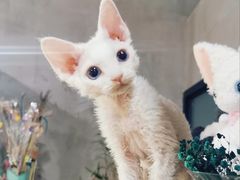 -70cat德文卷毛猫·缅因猫纯种猫舍