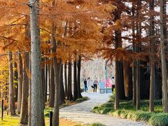 -溱湖国家湿地公园