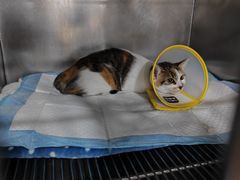 -四月宠物医院·猫专科·心脏专科·内科(转塘店)