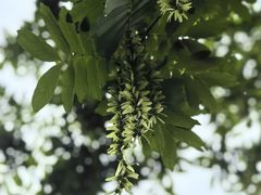 -橘子洲景区