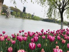 -上海鲜花港