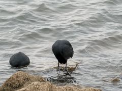 -碧海金沙