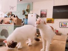 -平行世界·猫咖(首经贸店)