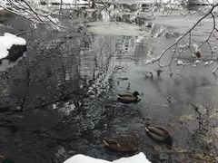 -北海道厅旧本厅舍(旧本庁舎)