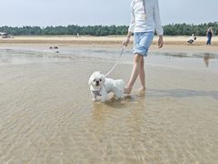 -日照海滨国家森林公园