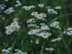 -武陵山森林公园