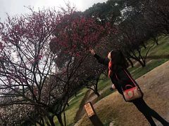 -香雪海