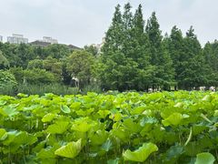 -沐仙湖湿地公园