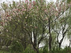 -长广溪湿地公园