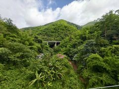 -西双版纳原始森林公园