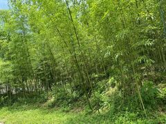 -都江堰中华大熊猫苑