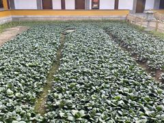 -重元寺香积厨素斋馆