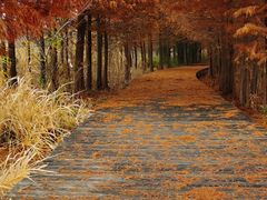 -溱湖国家湿地公园