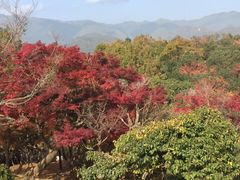 -岚山猴子公园