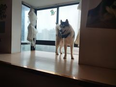 -Husky Go! 哈士奇体验馆·宠物咖啡厅狗咖