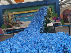 -荷兰花海