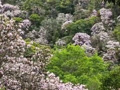 -梧桐山风景名胜区