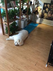 -英刺青 纹身 洗纹身