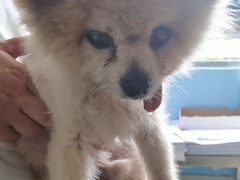 -瑞派福兴宠物医院犬猫全科·骨科·中西医结合(河东店)