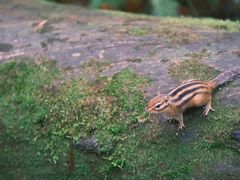 -五营红松林海景区