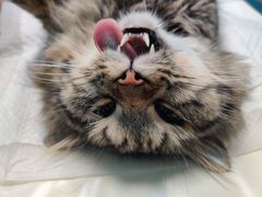 -爱诺耐芙动物医院(万博店)